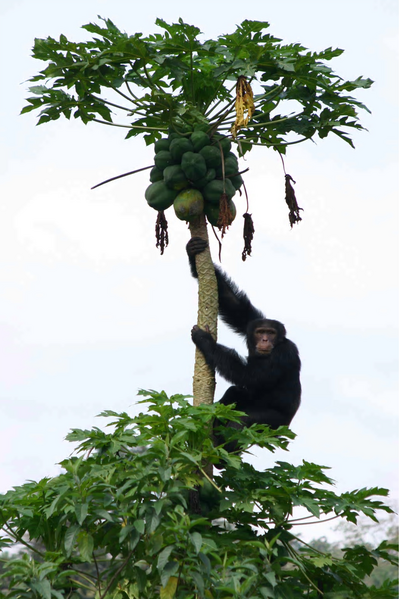 Even Female Chimps Love The Bad Boys